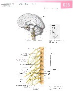 Sobotta Atlas of Human Anatomy  Head,Neck,Upper Limb Volume1 2006, page 32